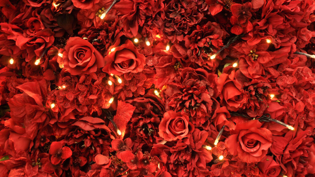 Enchanting Red Rose Wallpaper with Cozy Warm Lights Background