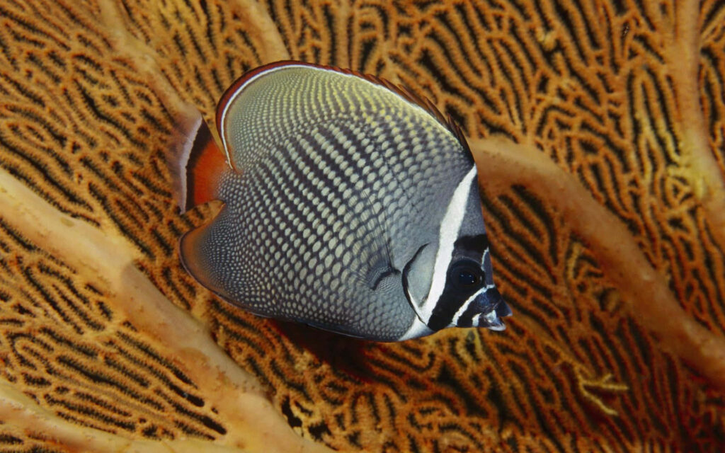 Red Sea raccoon butterflyfish with black white yellow patterns swims past vibrant coral reef background Wallpaper