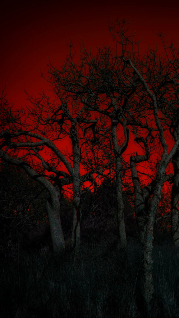 Serene Sunset Over a Mystical Leafless Jungle: iPhone Wallpaper