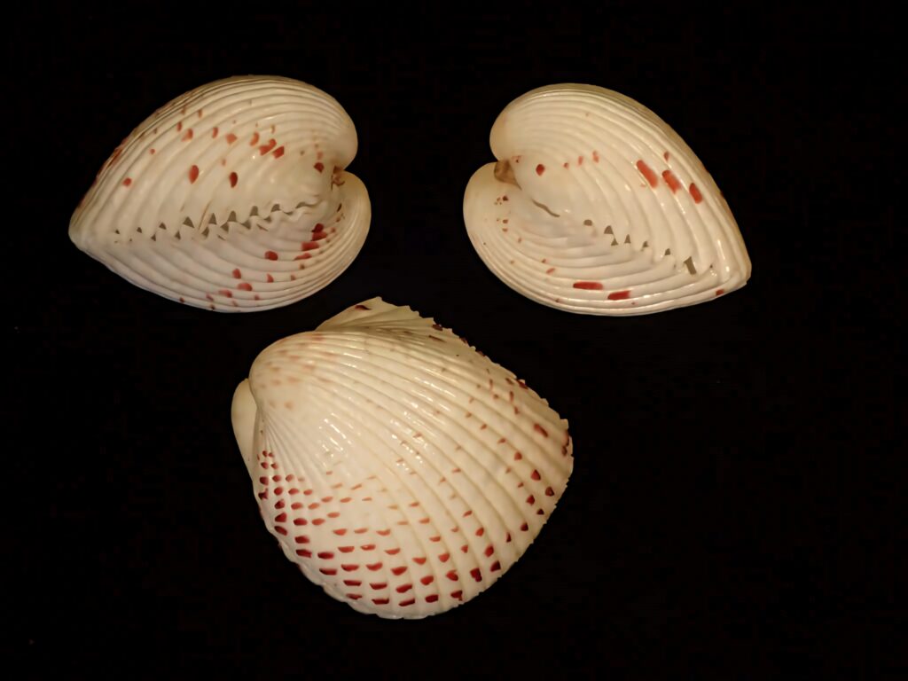 Three red spotted cockle shells with ribbed texture on black minimalist wallpaper background