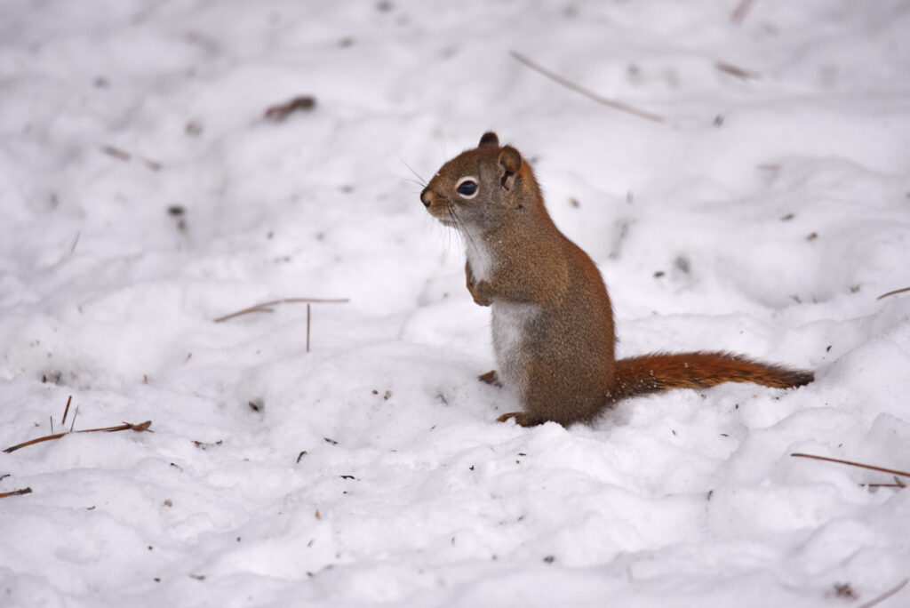 Red Squirrel in Snowy Winter Landscape - Serene Wildlife Background Wallpaper