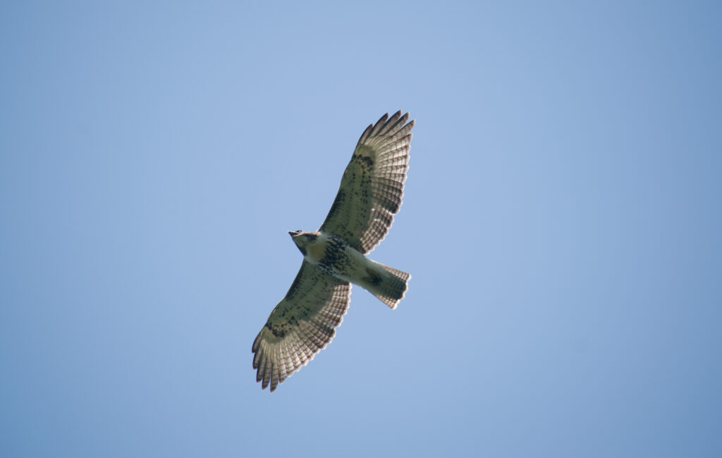 Stunning Red-Tailed Hawk Soaring Against Clear Blue Sky Wallpaper