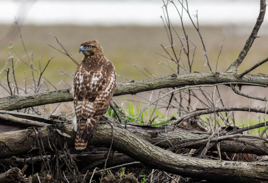 Red-Tailed Hawk on Branches: Nature's Predator Wallpaper Background