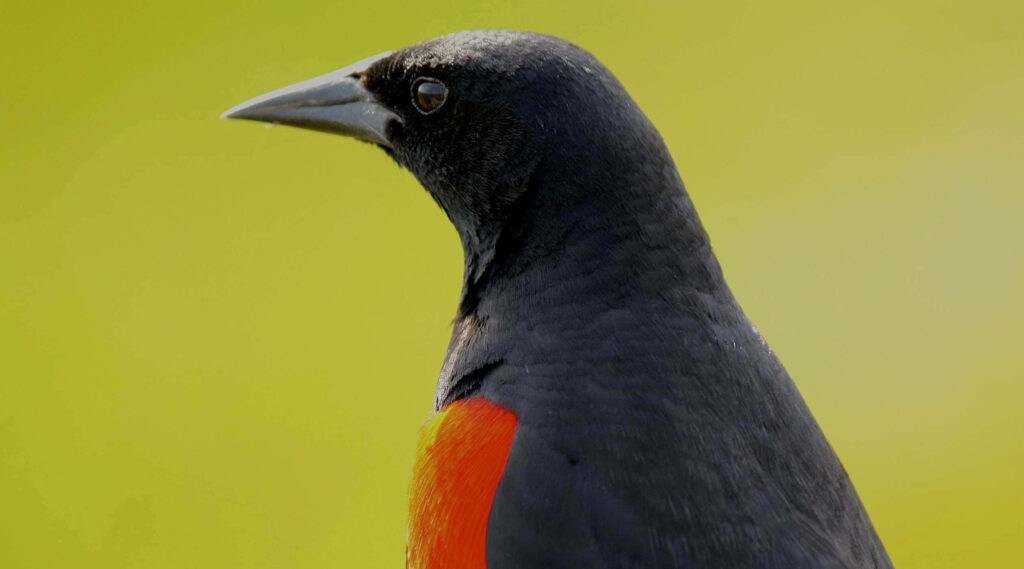 Close-Up of a Red-Winged Blackbird on Soft Green Background Wallpaper