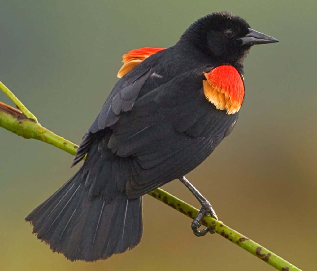Red-Winged Blackbird Perched on Branch – Nature's Vibrant Beauty Wallpaper