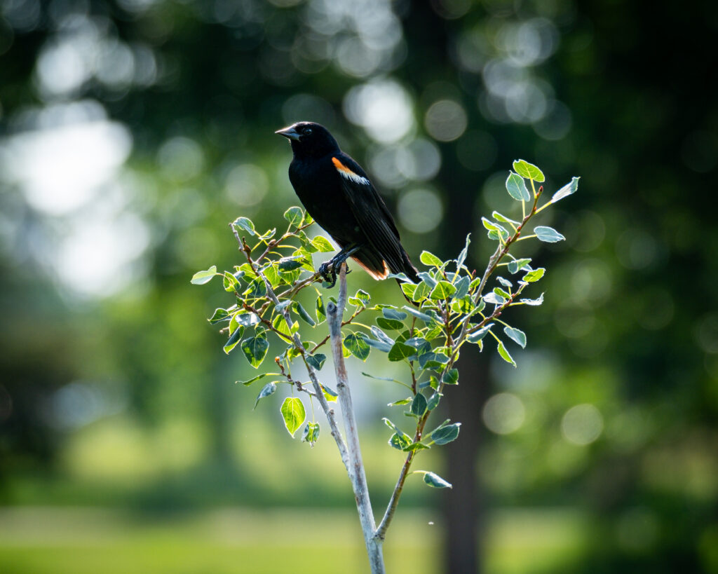 Red-Winged Blackbird Perched on Budding Tree Against Soft Background Wallpaper