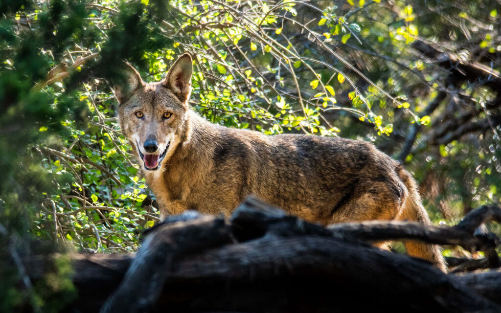 Red Wolf in Texas Wilderness: Captivating Nature Wallpaper