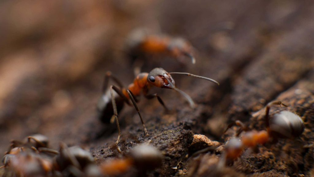Macro close-up of red wood ants on textured bark with soft bokeh natural background wallpaper
