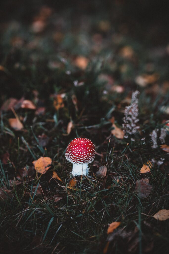 Red and White Amanita Toadstool Wallpaper in Autumn Forest