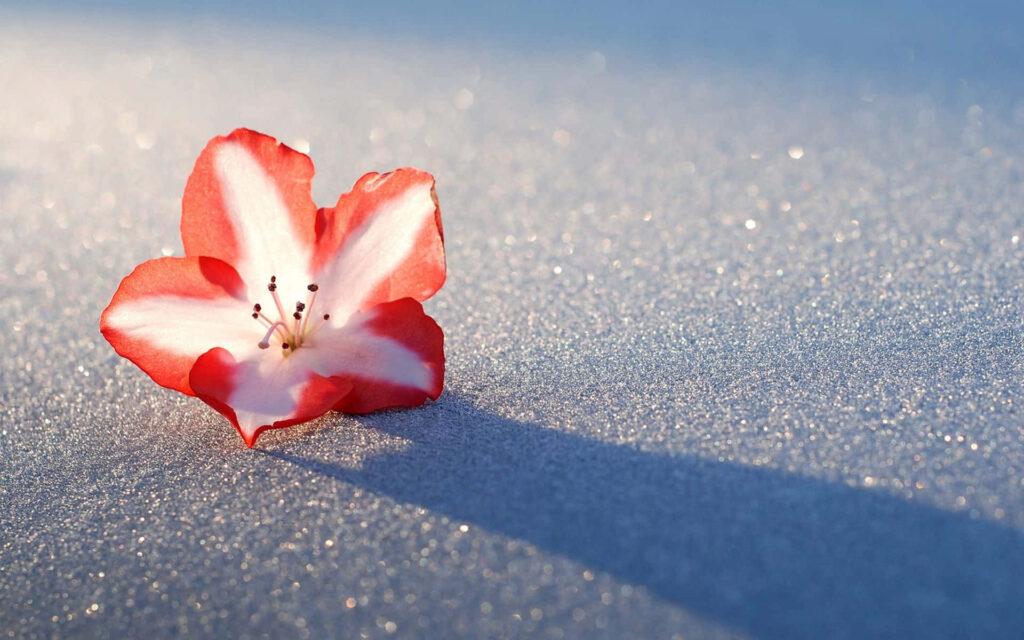 Vibrant Red and White Flower on Shimmering Snowy Background Wallpaper