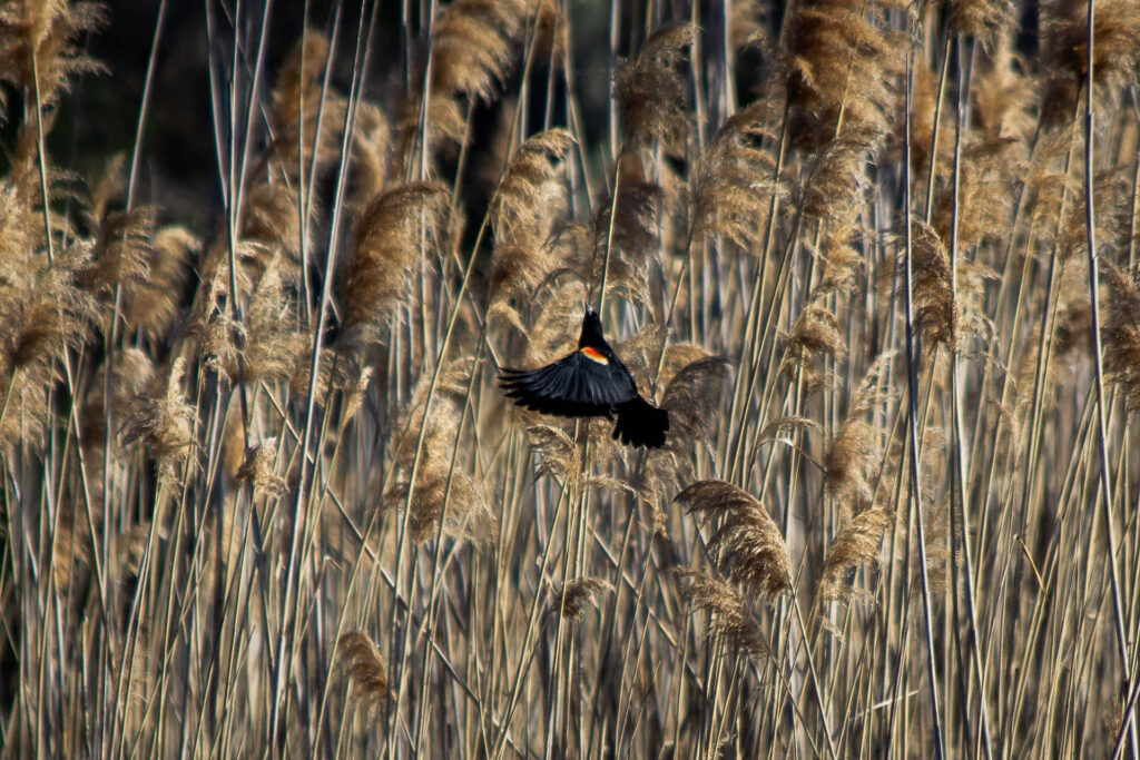 Red-winged Blackbird in Flight Among Reeds - Serene Nature Background Wallpaper