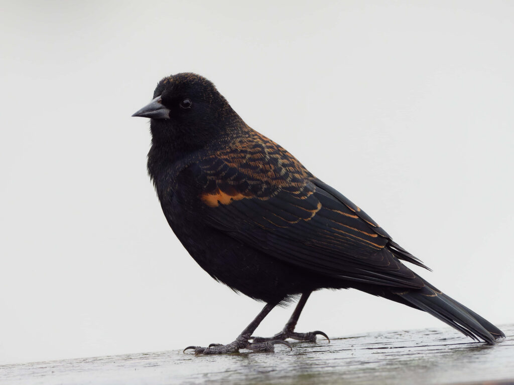 Stunning Red-winged Blackbird Profile Wallpaper on Neutral Background