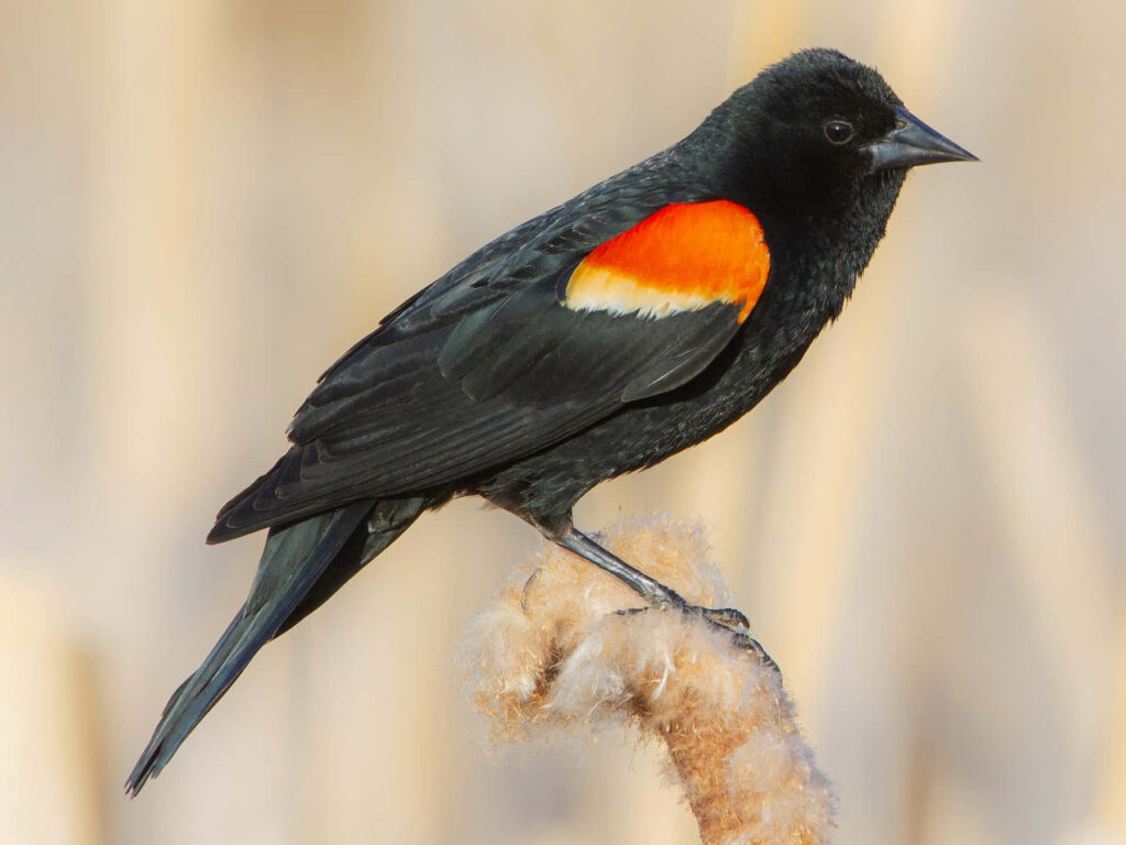 Stunning Red-winged Blackbird on Reed - Nature Wallpaper