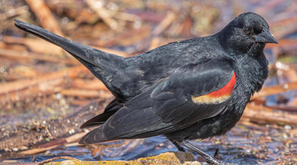 Red-winged Blackbird Wallpaper: Stunning Bird by Water Background