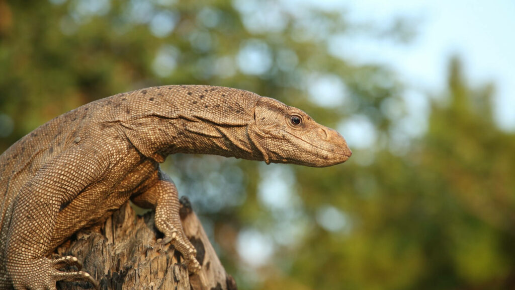 Reddish-Brown Bengal Monitor Lizard on Tree Stump - Nature Background Wallpaper