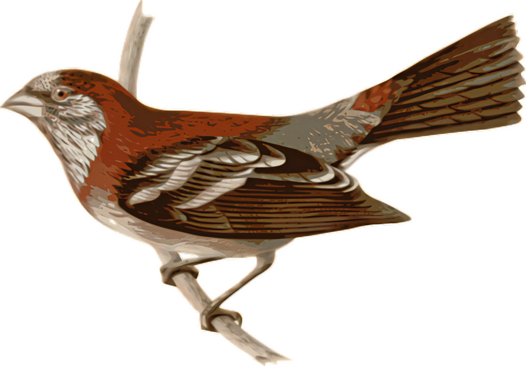 Reddish-Brown Bird Illustration on Transparent Background Wallpaper