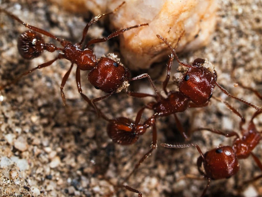 Macro close-up of reddish-brown harvester ants on sandy soil detailed exoskeletons background Wallpaper
