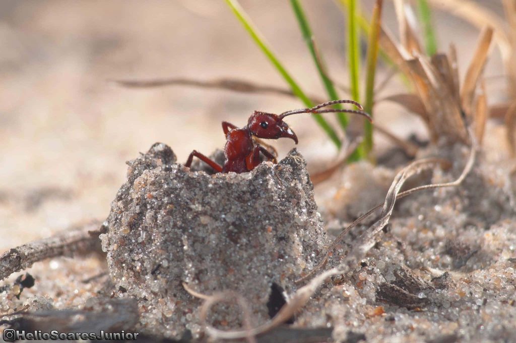 Close-up of reddish harvester ant emerging from sandy nest crater with natural blurred background Wallpaper