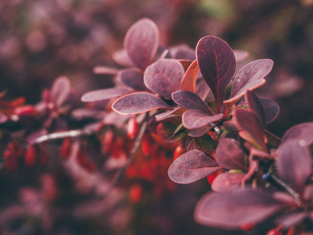 Vibrant Reddish-Purple Leaf Macro Wallpaper with Soft Blur Effect