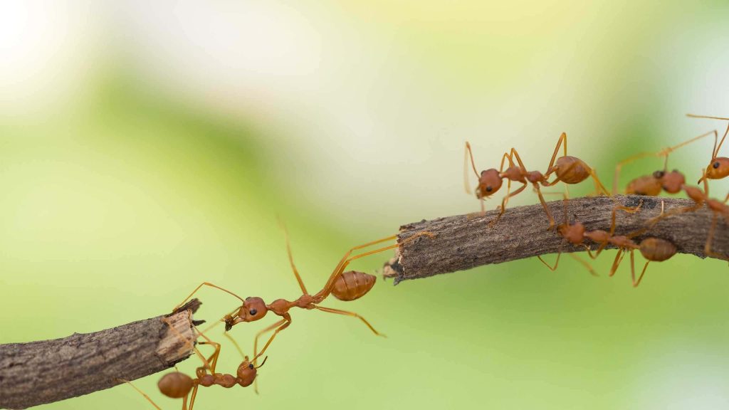 Macro photo of reddish weaver ants forming a living bridge between twigs in nature background Wallpaper
