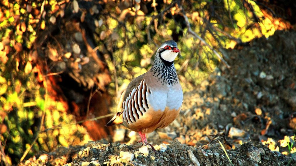 Red-legged Partridge on sunlit rocky terrain showing red beak and striped flanks wallpaper