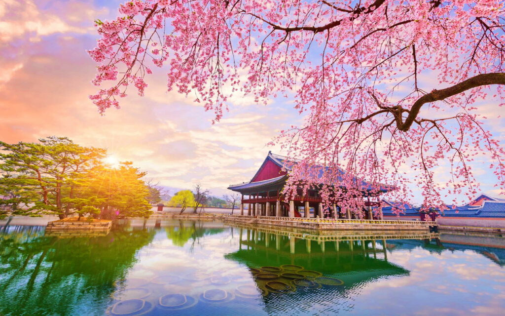 Nature's Exquisite Canvas: Captivating Cherry Blossoms and Reflections in South Korea's Architectural Wonderland - A Serene HD Wallpaper Background
