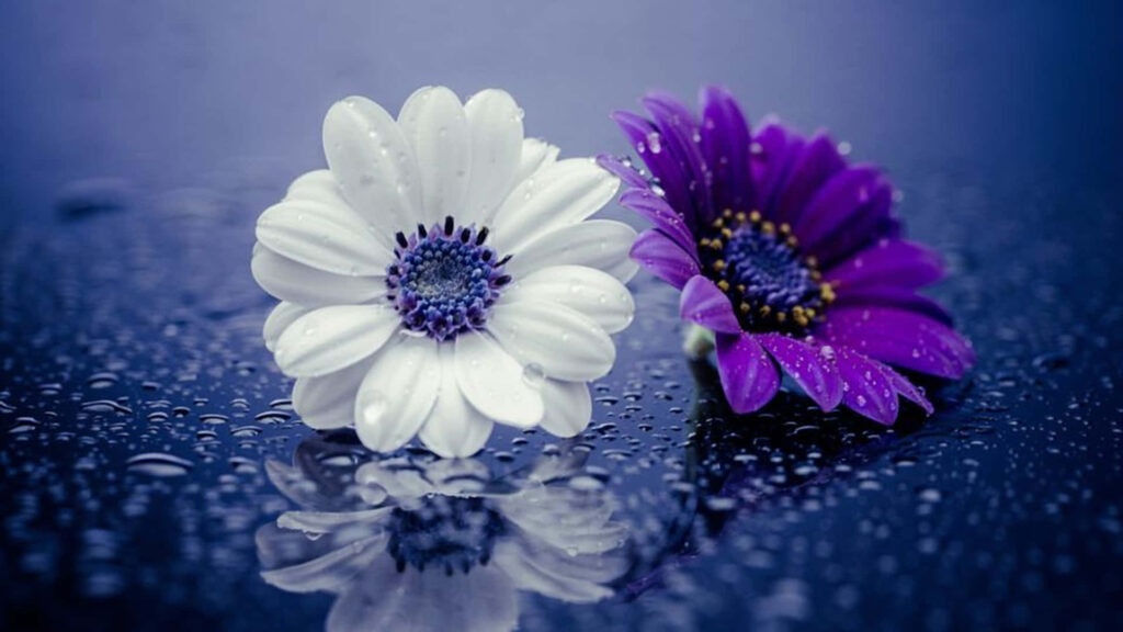 Dual Daisies: Serene Blooms in a Reflective Oasis Wallpaper