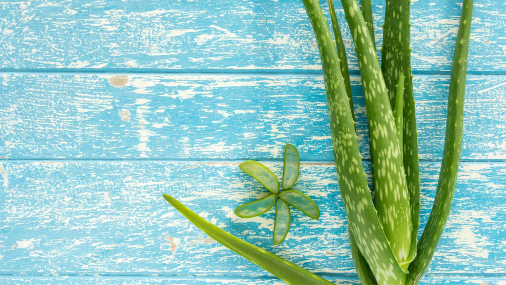 Aloe vera plants with vibrant green leaves on rustic blue wooden background natural wallpaper
