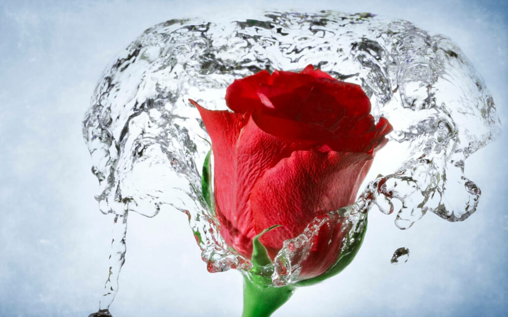 Refreshing Elegance: Red Rose with Water Splash Wallpaper