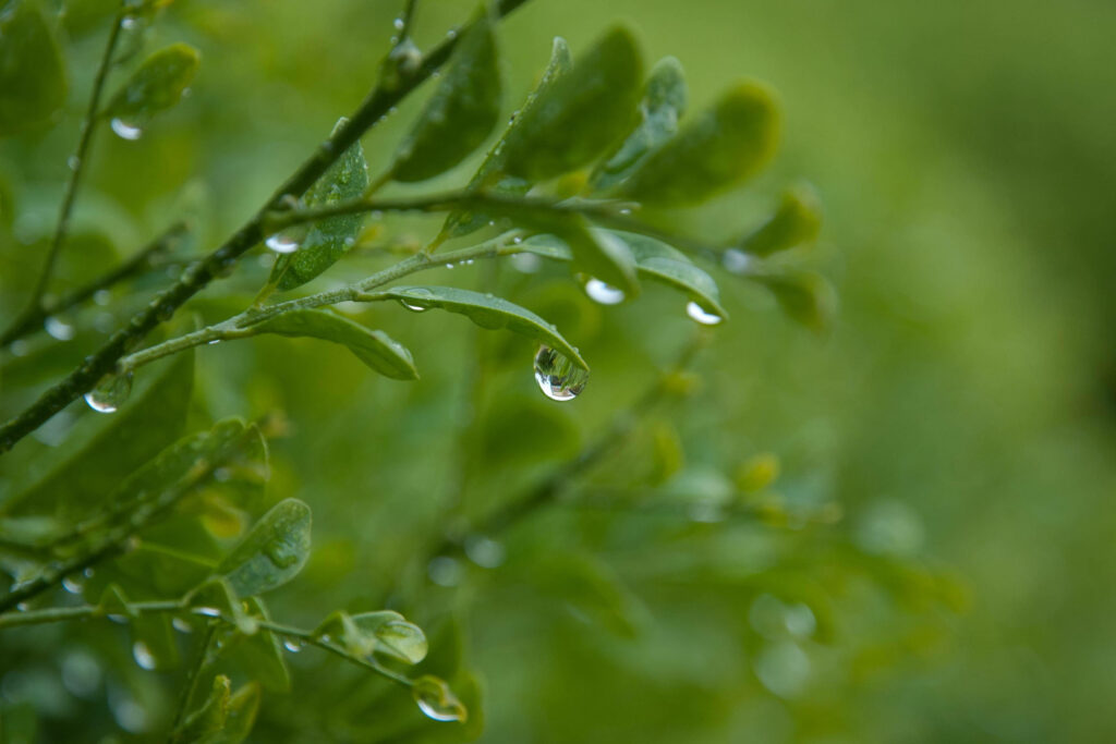 Refreshing Green Leaf Wallpaper with Water Droplets - Nature Background