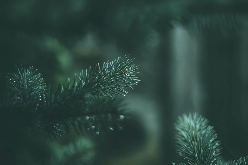 Refreshing Spruce Branches with Dew: Calm Nature Wallpaper