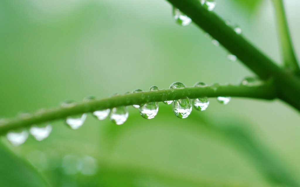 Beautiful Green Stalks with Water Droplets - Nature Wallpaper