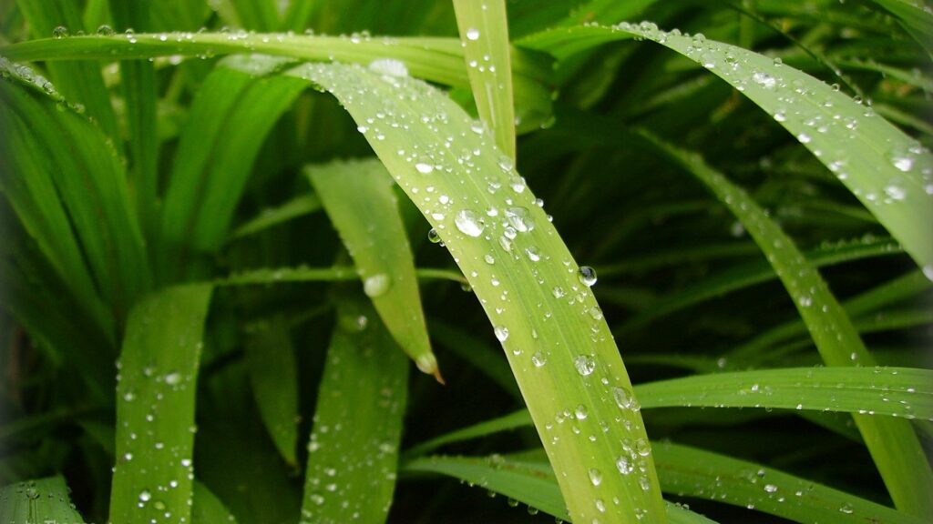 Close-up of vivid green leaves with sparkling water droplets highlighting morning dew textures Wallpaper
