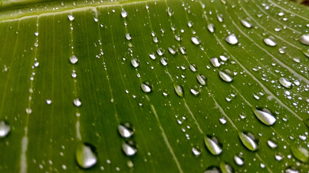 Close-up of vibrant green banana leaf with sparkling water droplets natural refreshing wallpaper