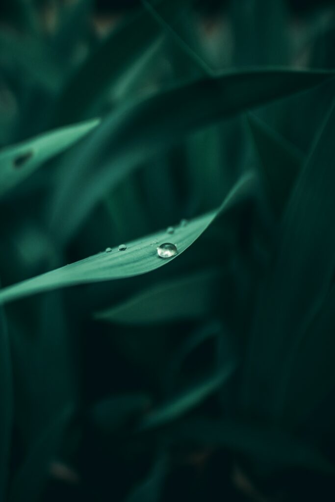 Macro Shot of Dewy Green Grass Leaves - Fresh Wallpaper Background