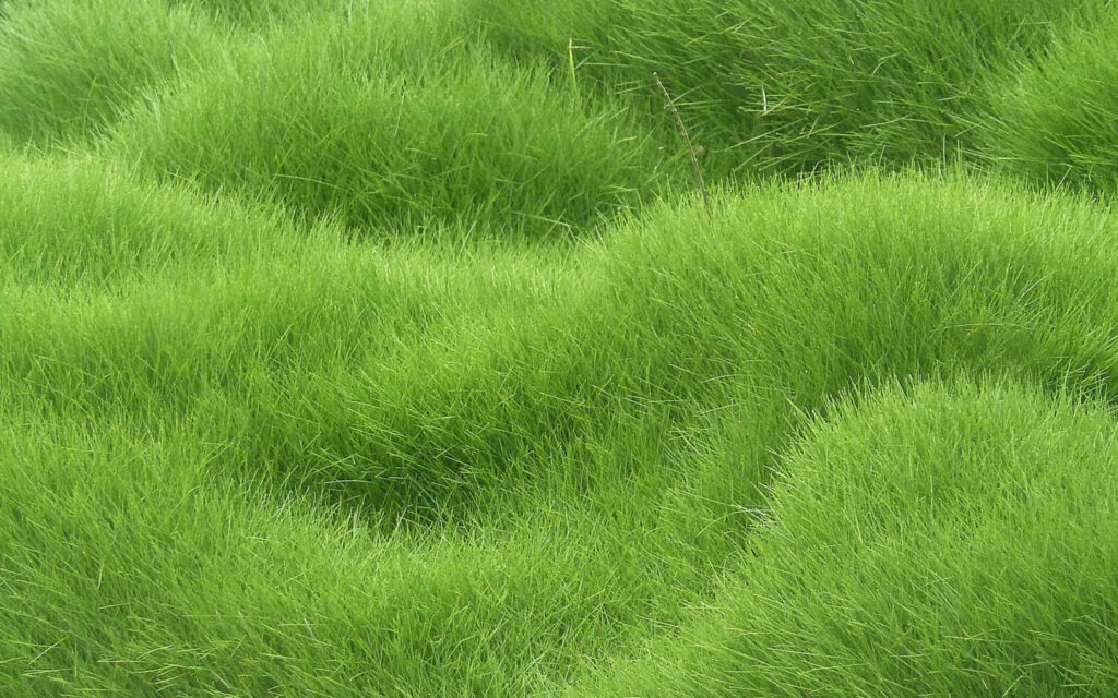 Vibrant Green Grass Wallpaper: Serene Natural Background Design