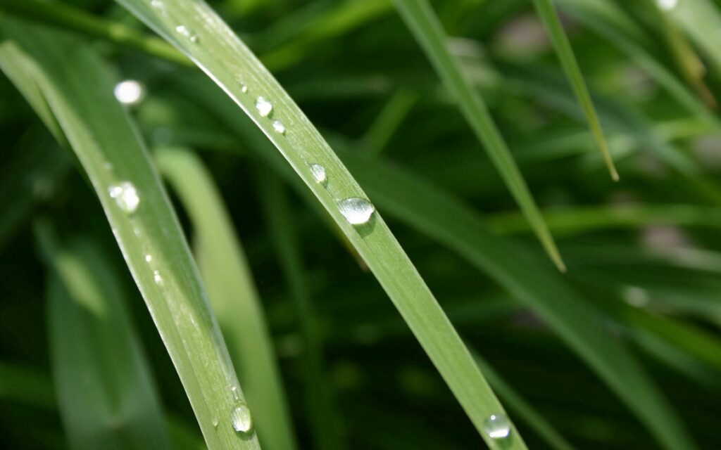 Refreshing Green Grass Wallpaper with Dew Drops in Soft Light