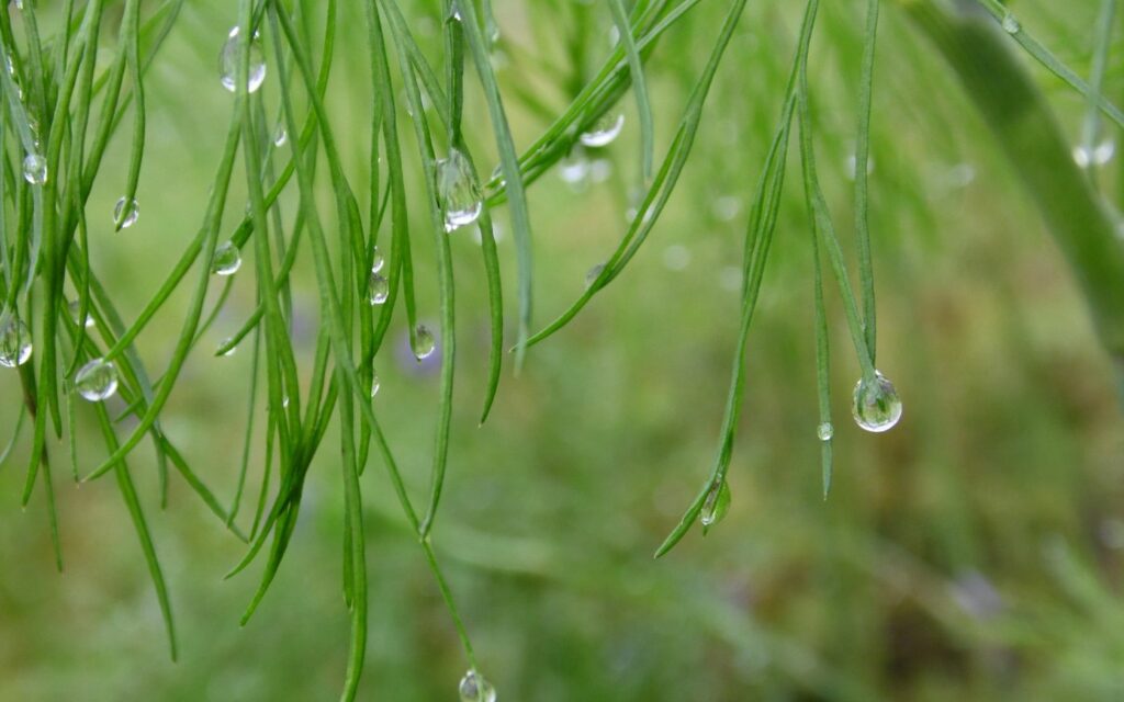 Serene Green Grass Wallpaper with Dew Drops - Natural Atmosphere