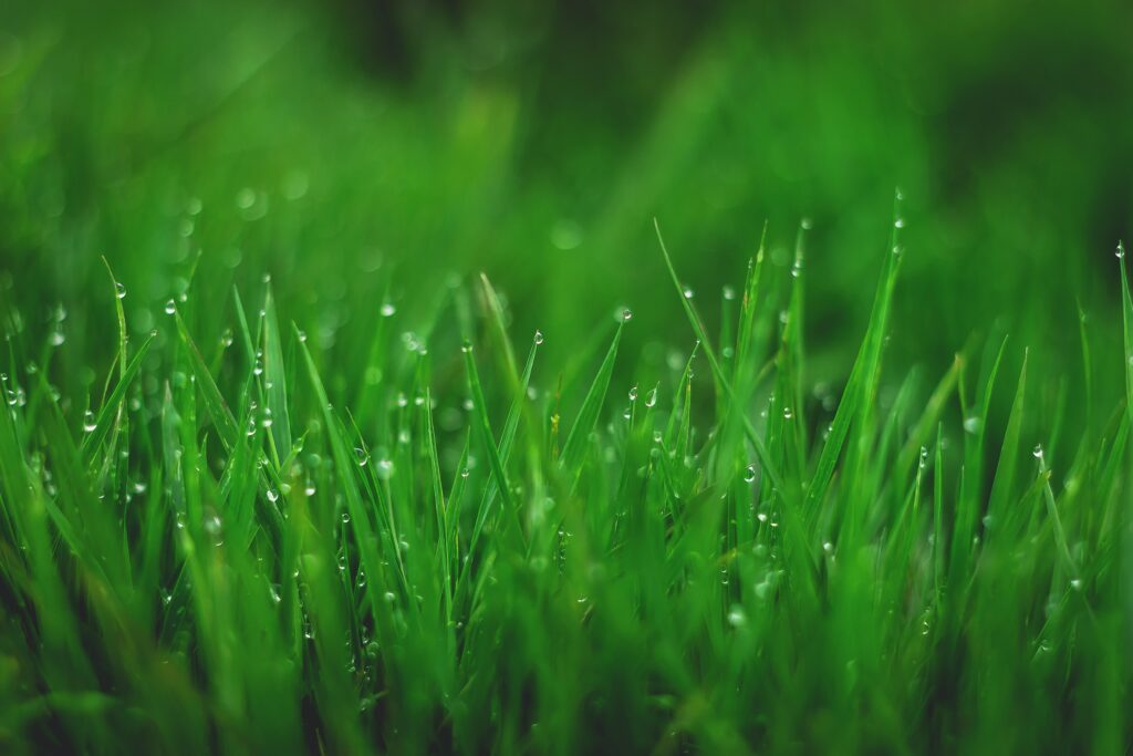 Close-Up of Dew-Drenched Green Grass - Nature Wallpaper Background