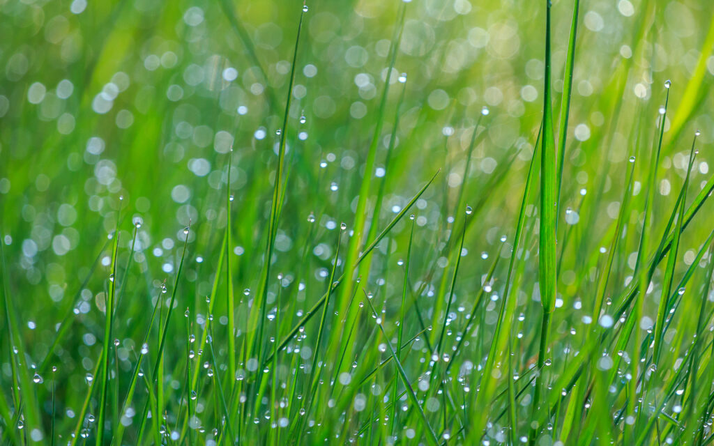Refreshing Green Grass with Dew - Vibrant Nature Wallpaper Background