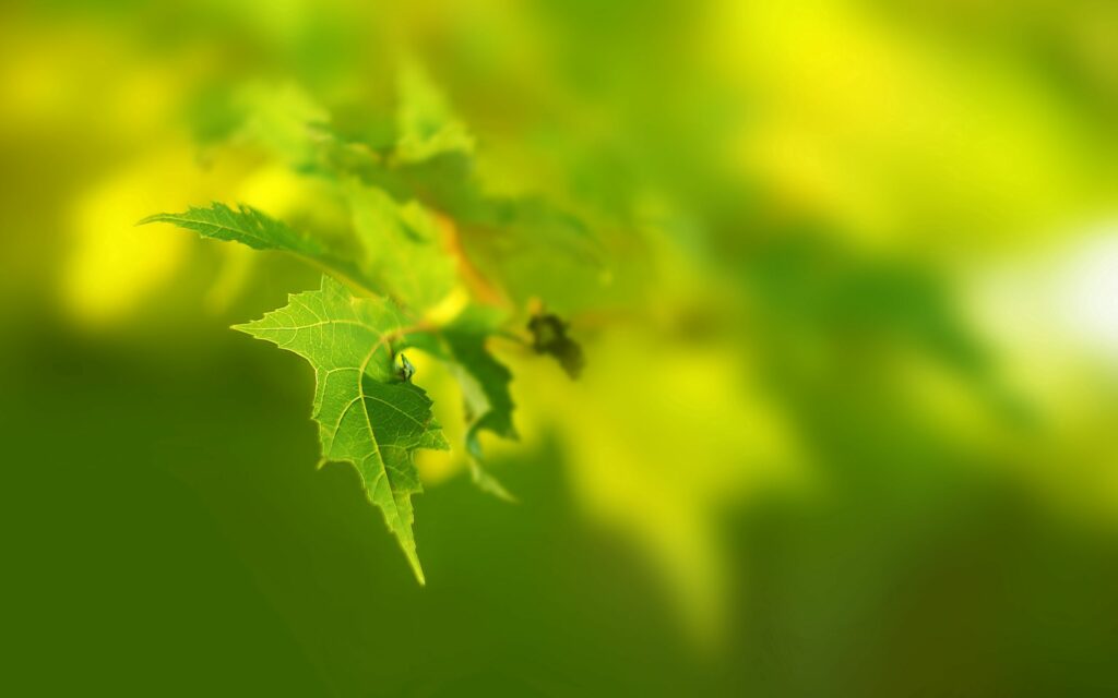 Refreshing Green Leaf Wallpaper: Serene Summer Light Background