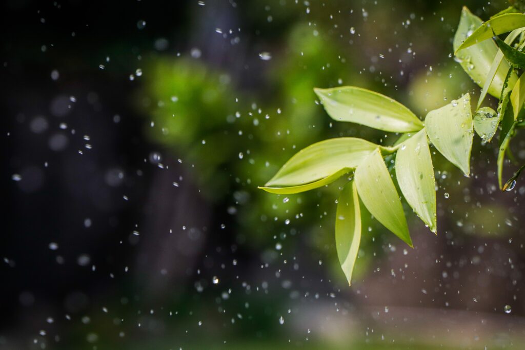 Vibrant green leaves with glistening water drops and misty spray on blurred natural background Wallpaper