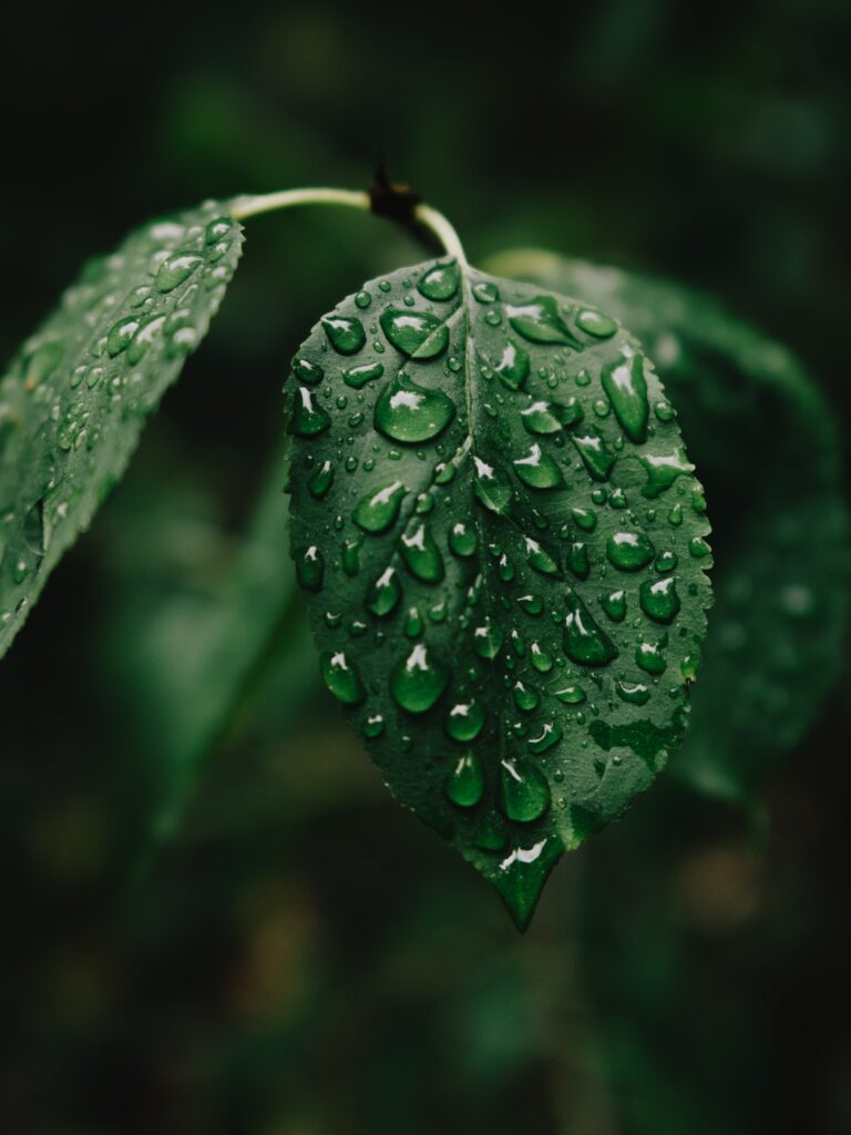 Refreshing Green Leaf with Water Droplets - Nature Wallpaper Background