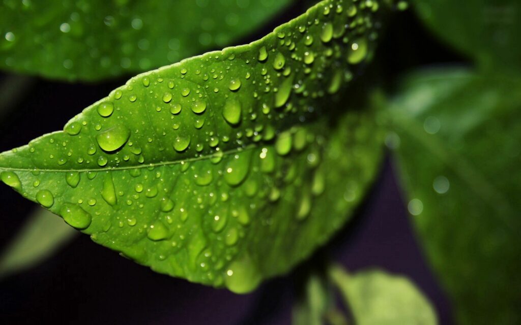 Refreshing Green Leaf with Water Droplets - Nature Wallpaper