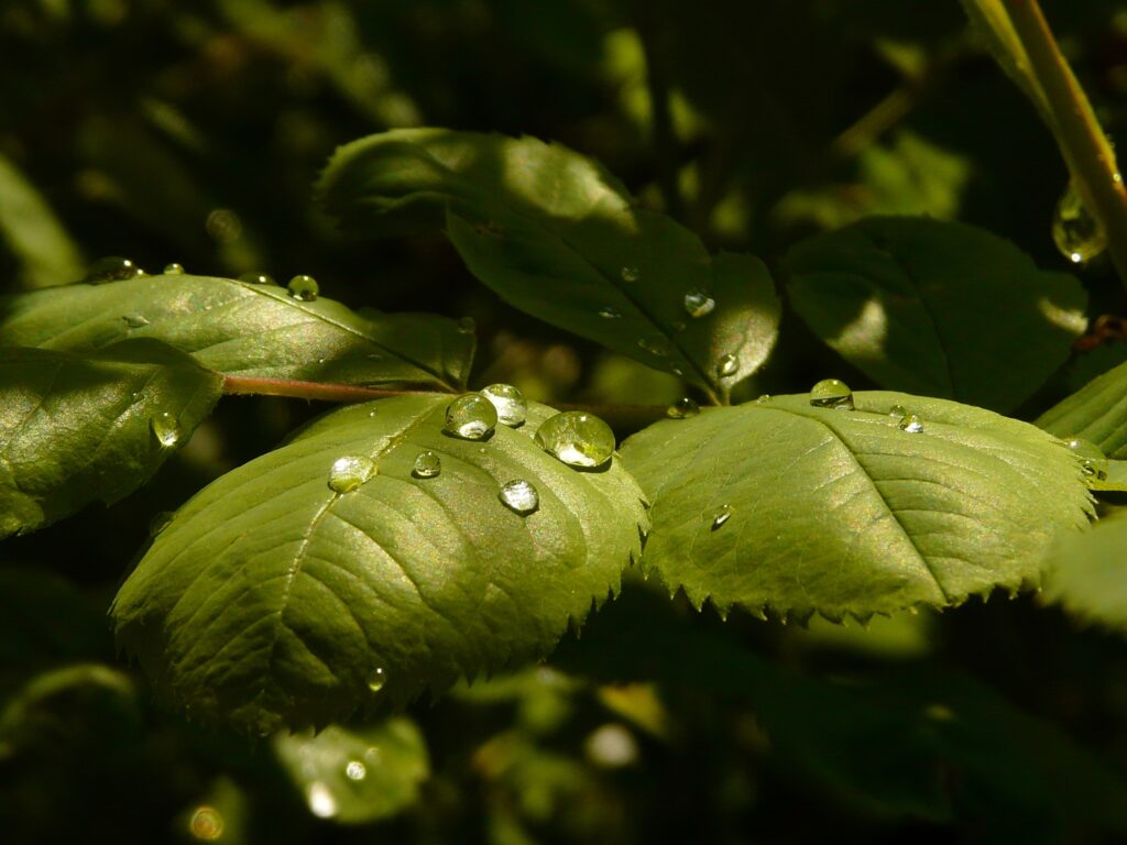 Close-Up Green Leaves Wallpaper: Refreshing Water Droplets & Soft Light