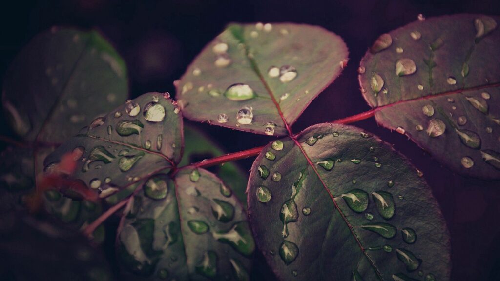 Refreshing Dew-Dropped Green Leaves: Serene Wallpaper Background