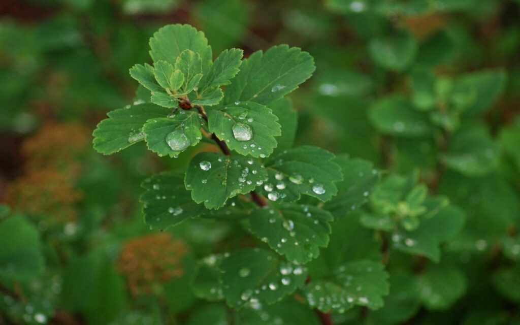 Refreshing Green Leaves with Water Droplets - Nature Wallpaper Background
