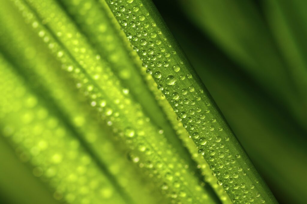 Macro Green Leaves with Water Droplets: Refreshing Nature Wallpaper