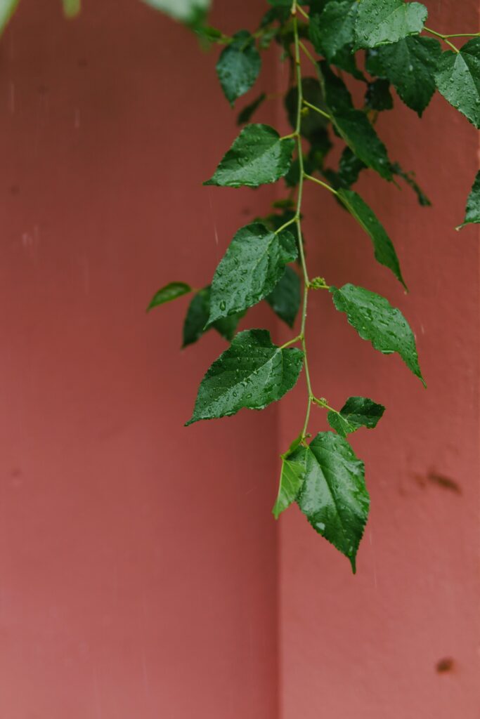 “Refreshingly Natural Green Leaves with Water Drops - Wallpaper Background”