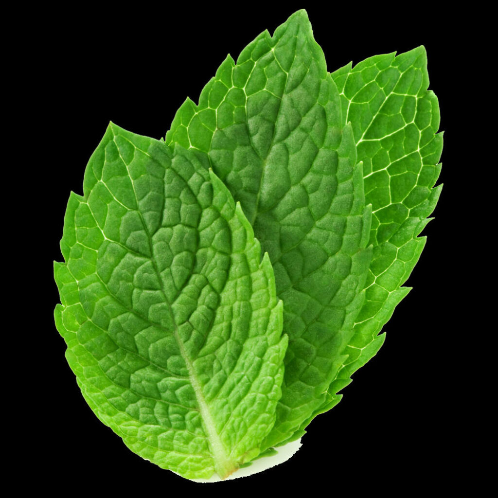Vibrant Green Mint Leaves Wallpaper: Fresh and Natural Beauty